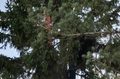 Årelang tradisjon i fare