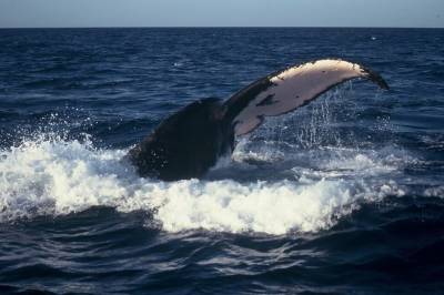 Slik gjer kvalbæsj stor nytte i havet