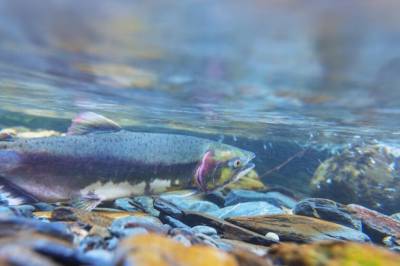 Derfor lagde elevene dokumentar om villaksens ferd