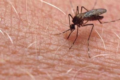 WHO advarer om farlig myggvirus