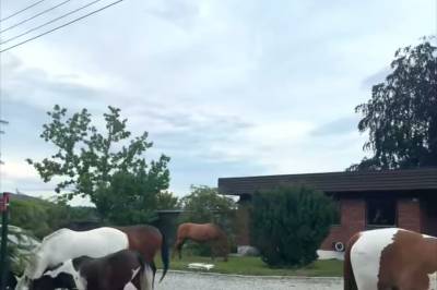 Åtte hester invaderte hagen: – Nesten en liten sommerkomedie