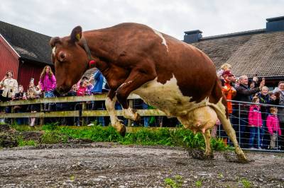 Kuslipp på Bygdøy kongsgård