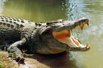 Kjempereptil iført brudekjole i bisarr meksikansk seremoni