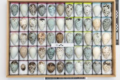 Økokrim: Tiltalt for handel med fugleegg