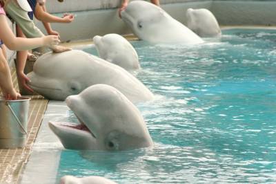 Belugahvalene i Marineland ble reddet i siste øyeblikk