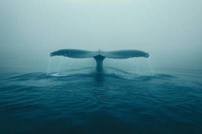 Eurimages-tilskudd til Lene Berg og Tonje Hessen Schei.