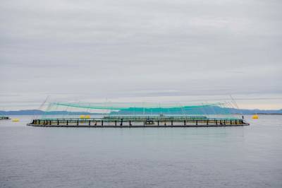 Alger har ført til fiskedød