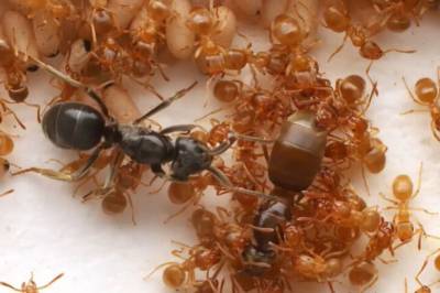 Maur lurer arbeiderne til å drepe dronningen. Så tar den plassen hennes