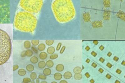 Norske mikroalger kan erstatte soya og fiskemel fra Latin-Amerika