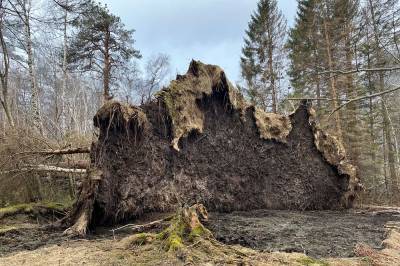 – Aldri sett så svært rotvelt før