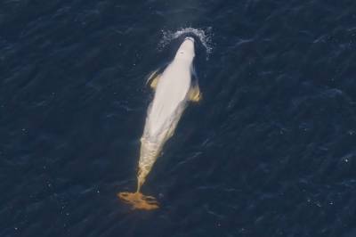 Her kommer hvalen opp
