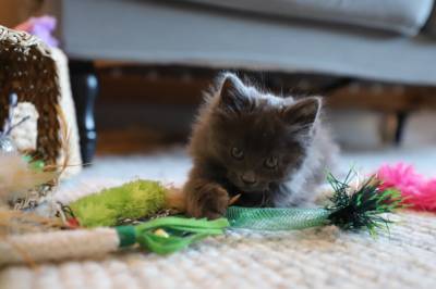 Kattungen Freya ble funnet på søppelanlegget