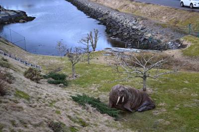 Her ligger hvalrossen i hagen på Toftarøy