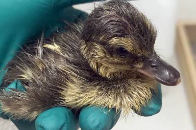 Giften som finnes overalt, er farlig allerede før ungene er ute