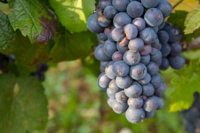 Pinot noir-vin er truet av klimaendringer