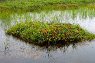 Erikstad graver seg ned i moltemyra