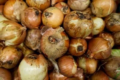 Nye løk-regler i sommer