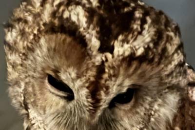 Forstå og sjå seg sjølv