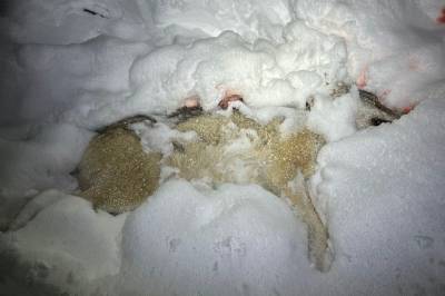 Jakten på ulve­jegerne