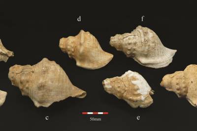 Se forskeren spille på en mange tusen år gammel konkylie-trompet