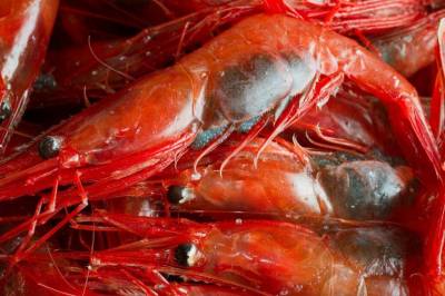 Rekelarver i Nord-Norge drar gjerne på langfart