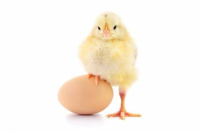 Eggallergi