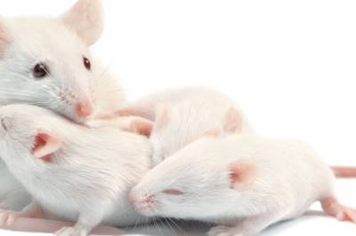 Musestudie: Kunstig søtningsstoff kan føre til endringer i flere generasjoner