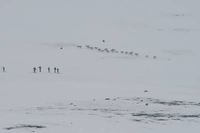 Det må også være lov å stille spørsmål ved enigheten i naturvern-miljøene rundt villreinen