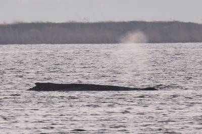 Tyskland: Hvalredning på gang
