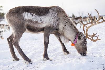 Bunnår for reindrifta: Reddes av rekordstore subsidier
