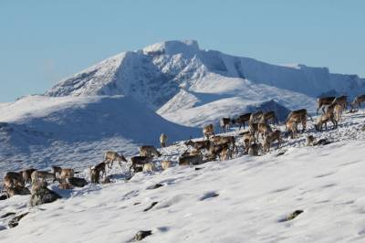 Nye DNA-analyser: Dette truer villreinen