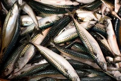 EU med protest mot norsk makrellavtale