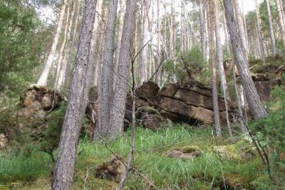 Derfor er denne sjeldne, norske skogen helt spesiell