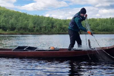 Her sluker gjedda minst en kvart million laks i året