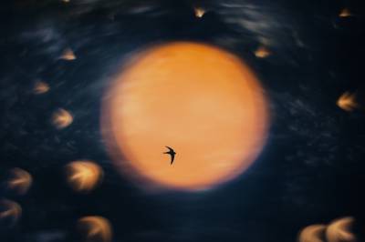 Åsmund er årets natur­fotograf