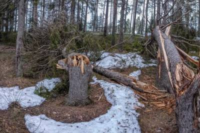 Satelittbilder viser hvordan stormer skader skogen
