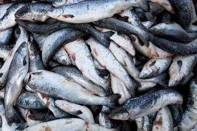 Slaktetid for lakseaksjer