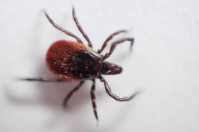 Flåttsmitten øker, mer enn 700 tilfeller av borreliose i 2025