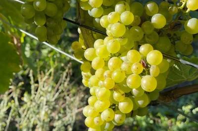 De bygger Norges nye vinregion – langs kysten av Vestfold
