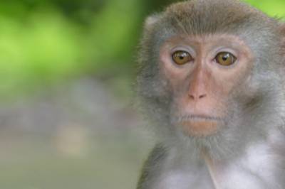 Forskere lærte apene noe de trodde var unikt for mennesker og fugler