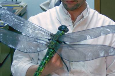 Øyenstikkerne som lever i dag er småtasser i forhold til disse gigantene