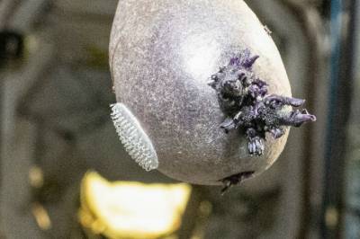 Vekker oppsikt: - Drep den!