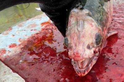 Skrekkmanet sprer død