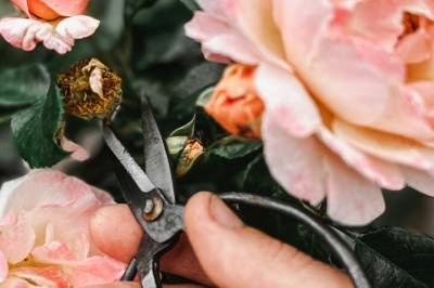 Ekspert: Derfor bør du klippe av visne blomster