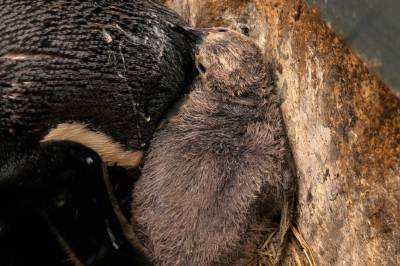 Sesongville pingviner ga uventet resultat