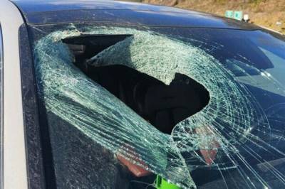 Hevder katt falt fra himmelen