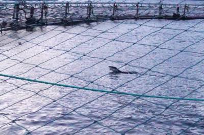 Nesten 260 færre laksebedrifter på fem år