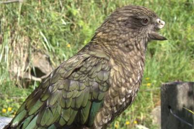 Denne papegøyen mangler halve nebbet sitt, men er flokkens beste slåsshane