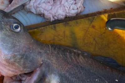 - Katastrofale konsekvenser