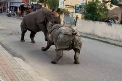 Midt i en åpen gate barker neshornene sammen!